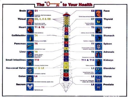 Every body function is regulated by the brain using the spine.