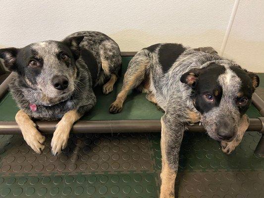 Ozzie found his twin at daycare!