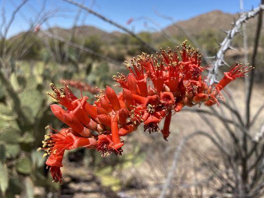 Ocotillo - Cactus Garden Trail