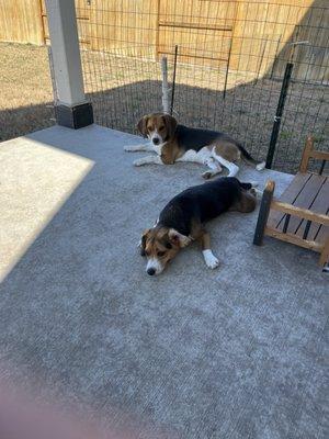 Beagles pups