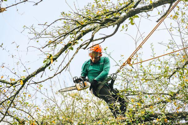 Adam's Apple Tree Service