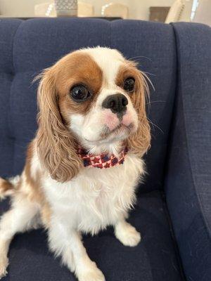 Our King Charles Cavalier after her groom at Happy Paws. So beautiful!