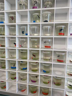 Shelf of dirty and small containers of beta fishes