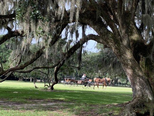 You can book carriage rides in advance.