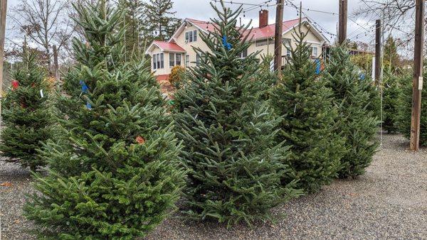 Fraser Fir Christmas Trees - beautiful and delightfully fragrant. Locally grown on a nearby family farm.