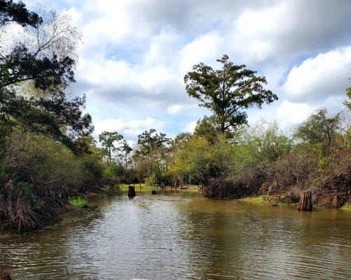 Another view of the swamp