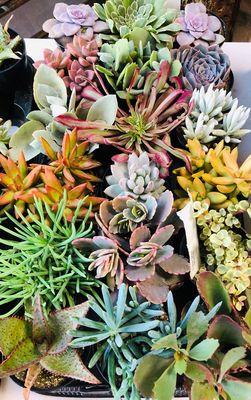 Variety of succulents