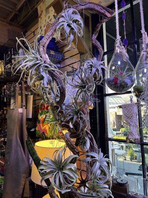 Air plants