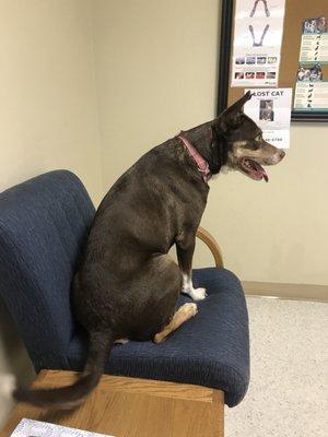 Yes she thinks she is a human, I am sorry for the left over dog hair for whoever sits in this seat next.   She does not care