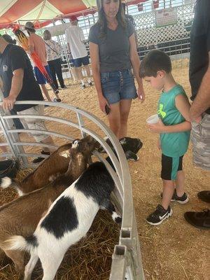 Petting zoo