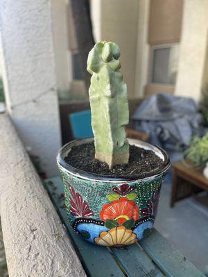 Arizona Cactus Sales