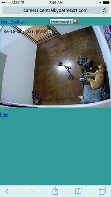 Deluxe room is so worth it with the web cam access to see your furbaby while away.