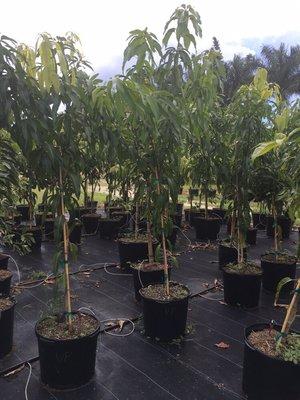 Large assortment of Fruit Trees