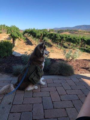 Maple at the winery! Being calm and friendly.