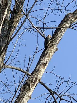 Woodpecker drilling in diseased limb. Hypoxolon canker.