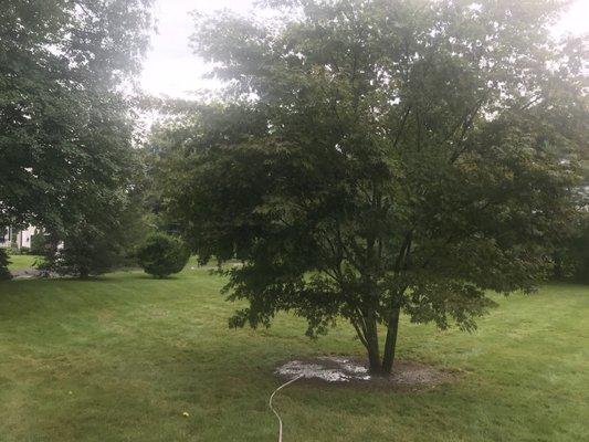 Japanese maple they relocated for me in its new home.