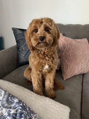 Cavapoo puppy haircut