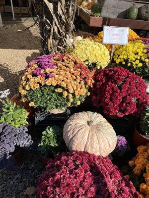 Check out the multi colored mum