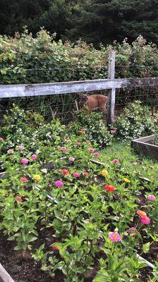 Wildfire around their flower garden