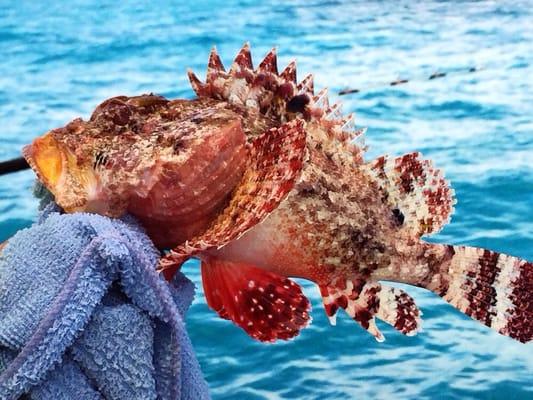 Scorpion fish (I think?)