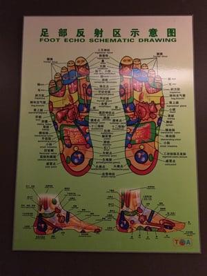 Foot Echo Schematic Drawing.