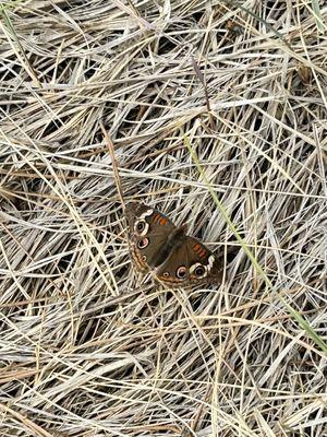 A beautiful buckeye butterfly.