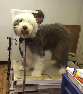 Happy sheepdog puppy