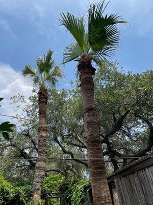 Palm trees I trimmed.