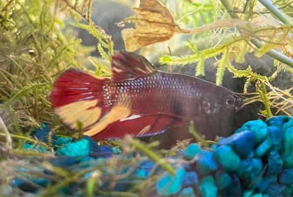 Shemp - our koi-colored beta from A Tropical Reef.