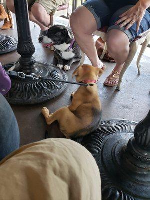 Dogs just hanging out under the tables