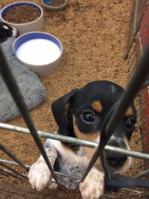 Cutest little dachshund puppy and chihuahua puppies!!