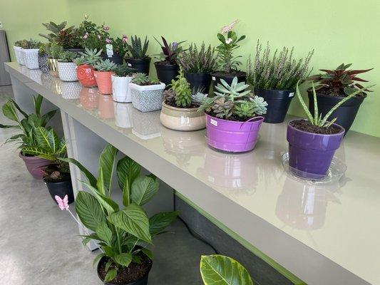 Not only do we offer floral arrangements; we also offer a wide variety of Indoor plants and succulents.