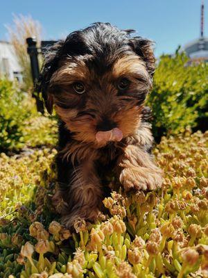 A super cute Yorkie puppy