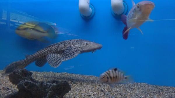 This common pleco is beautiful .. And about 8 inches long. Healthy boy !