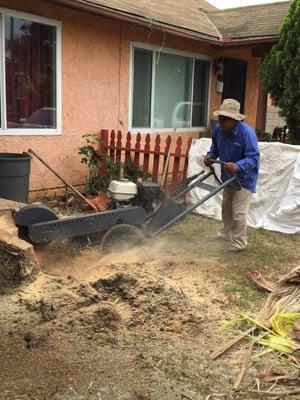 Palm tree removal