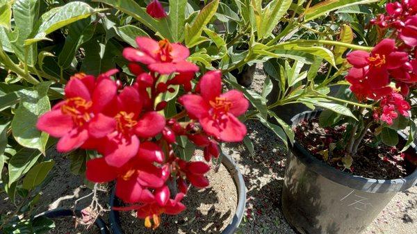 Unknown beautiful red flowers. I didn't get a chance to ask and there was no labels