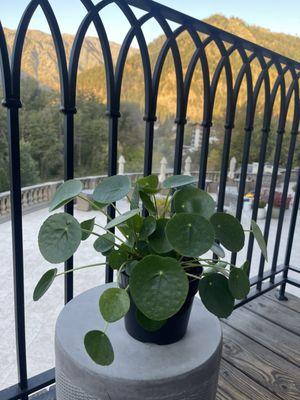 Pilea peperomioides aka Chinese money plant