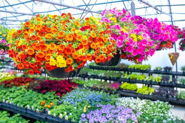 Greenhouse beauty, our locally famous Hanging Baskets in all their glory!