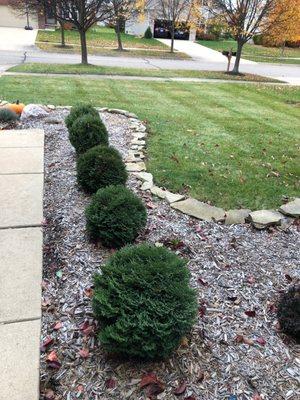 Nearly edged and mowed front garden