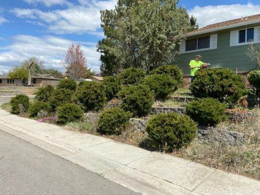 Cleaning up overgrown hedges. This is going to take a while.