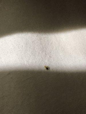 King Suite Bed Bugs