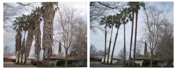 Before and After picture. 20-years worth of dried fronds (hazardous "petticoat") removed from 60 foot palms. by California Tree Experts.