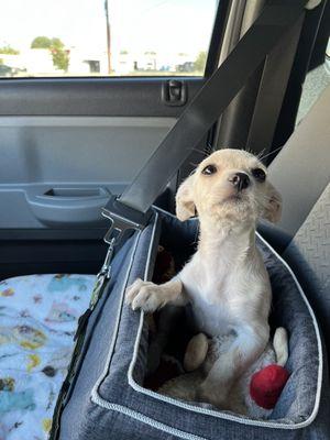 Baby Lola coming home from her spay date