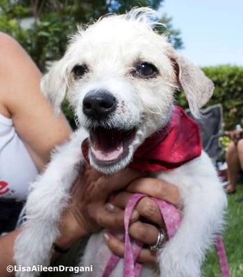 Puppy Erin is having a fun time at the Much Love Sunday adoption