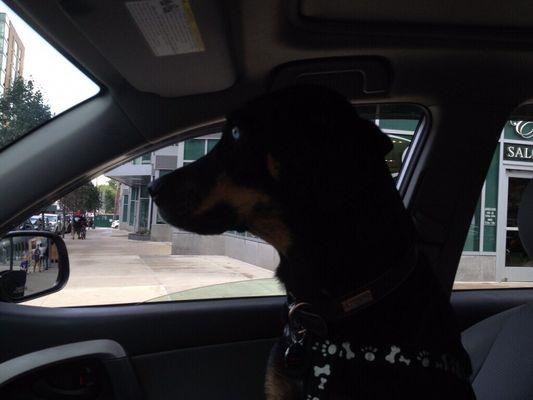 Nahla hanging out in Aunt Patti's truck.