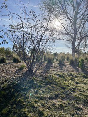 Legacy Park trail views