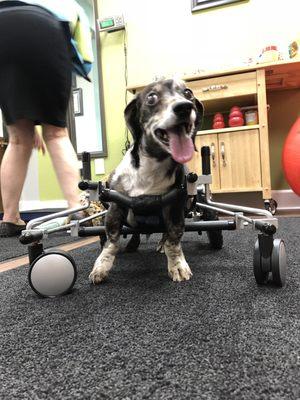 Dolce (Aurora, OR) tried out his new quad cart to support his old limbs.