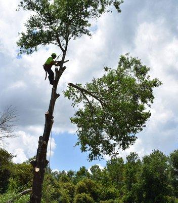 Removing a large limb during an Oak removal.