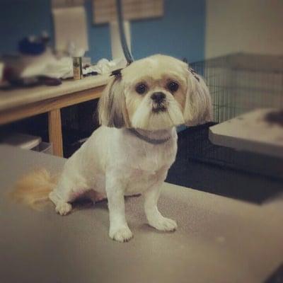 Roxy. Groomed by Sarah