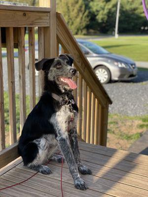 Here she is alert and focused. Auburn worked with her in different environments to ensure she had the skills her family needs for her.